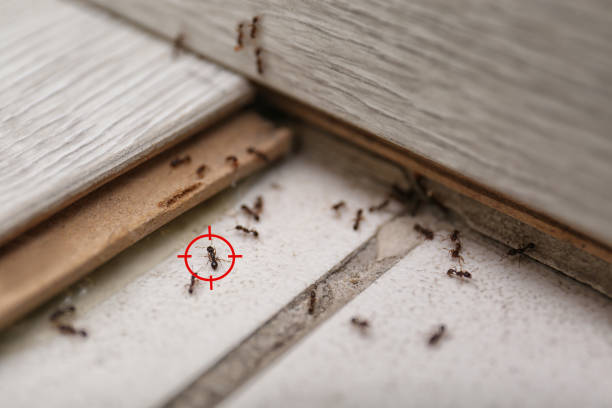 Best Flea Control Services  in Fort Belknap Agency, MT