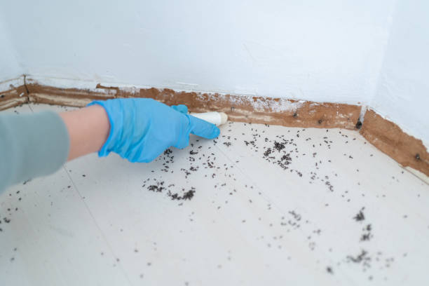 Best Cockroach Control Services  in Fort Belknap Agency, MT